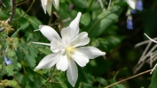 PICTURES/Spectra Point - Rampart Trail Overlook/t_Colorado Columbine24.JPG